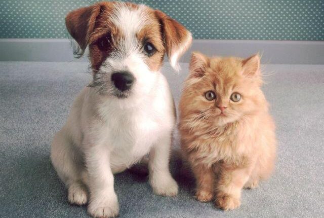 Prefeita Adriane Lopes cria consultório veterinário móvel para cães e gatos em Campo Grande