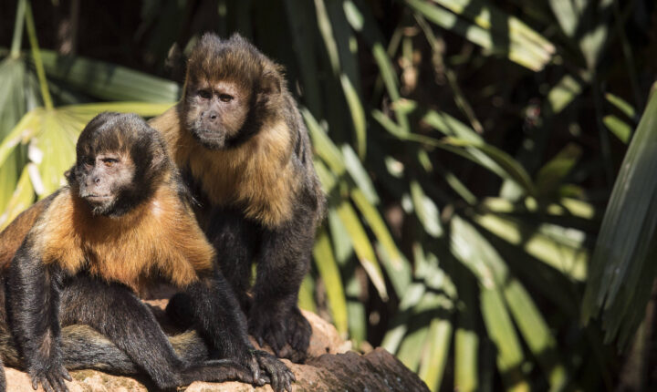 Estudo revela que ‘paisagem do medo’ força macacos e elefantes a alterarem rotas para fugir de caçadores