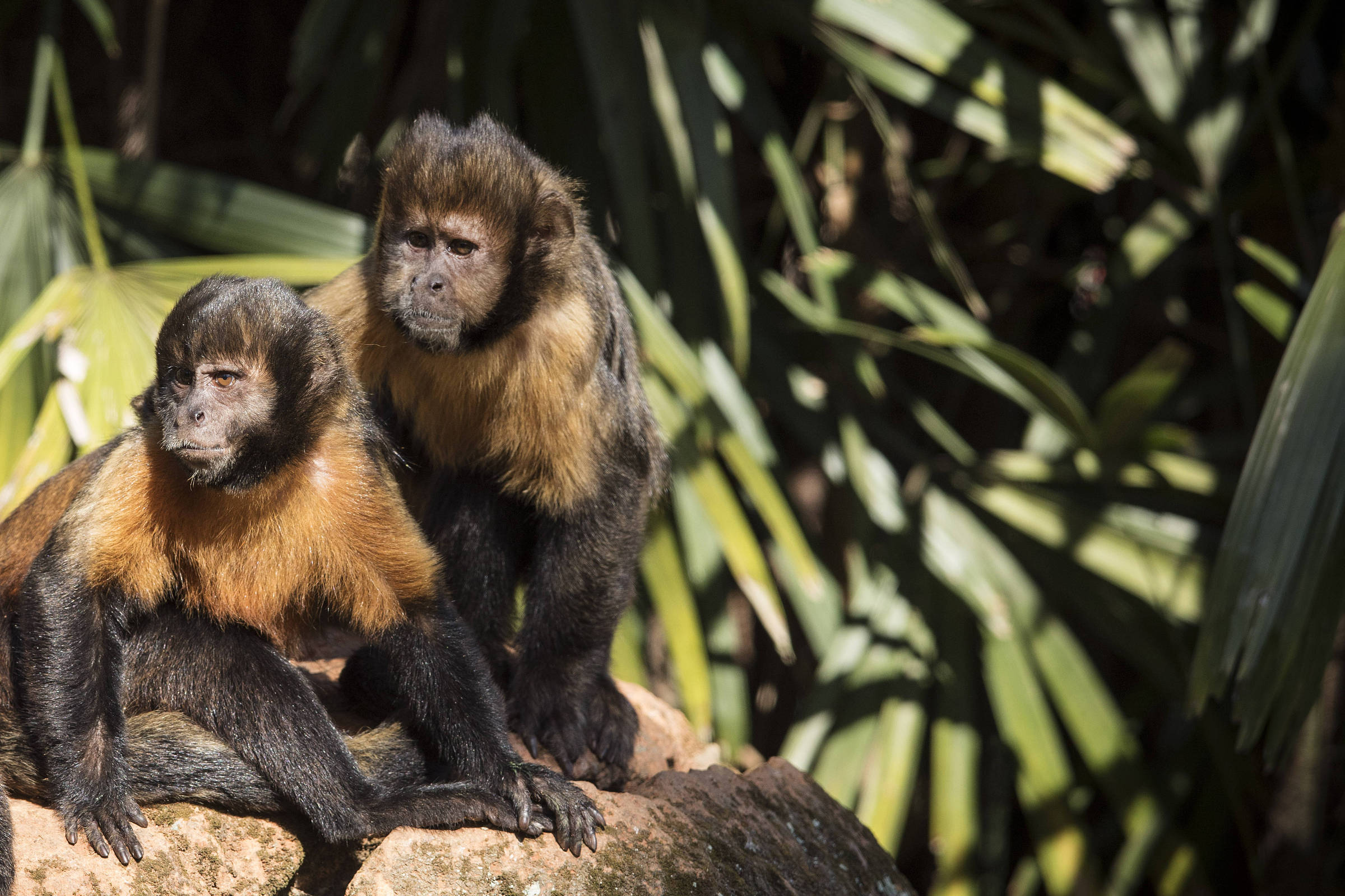 Estudo revela que ‘paisagem do medo’ força macacos e elefantes a alterarem rotas para fugir de caçadores
