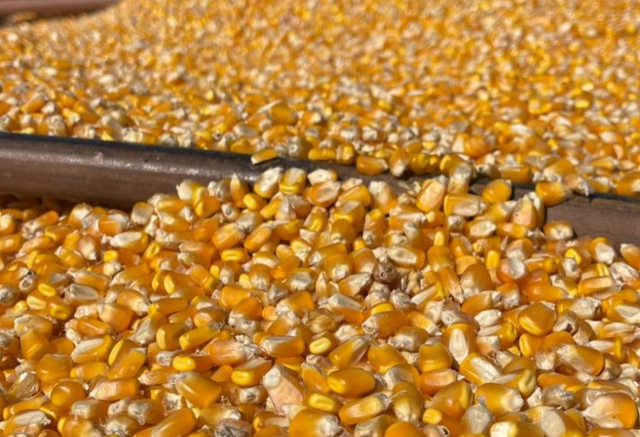 Produtividade do milho varia quase sete vezes entre municípios de MS