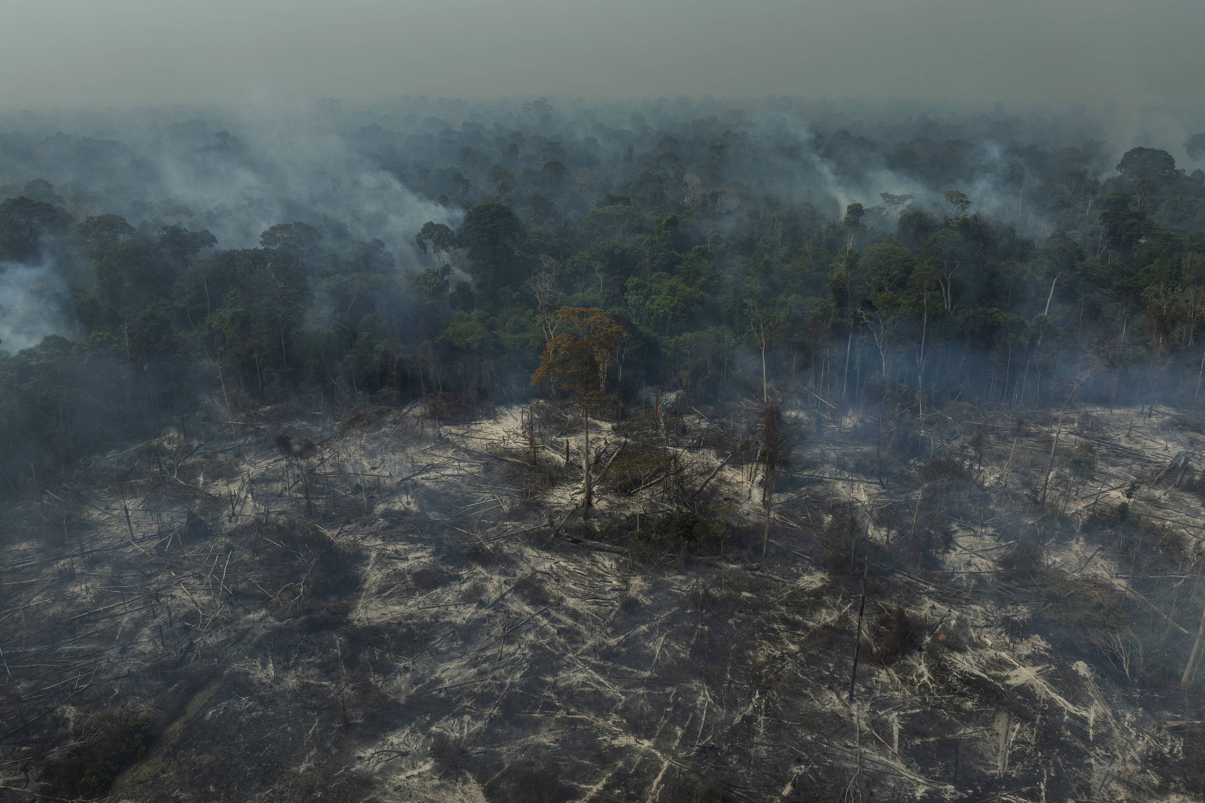 Estudo aponta vantagens econômicas e ambientais no combate à degradação florestal no Brasil