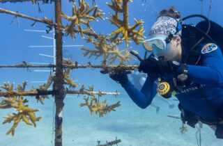 Cientistas da Flórida buscam corais resistentes ao calor frente à crise climática