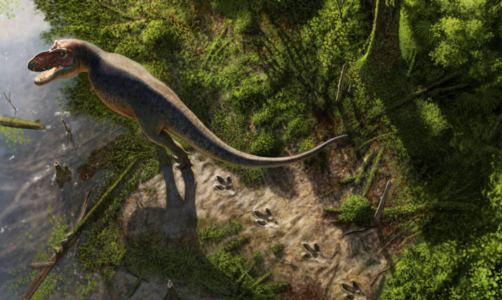 Pesquisadores descobrem primeira trilha de pegadas de um T. rex adulto com 66 milhões de anos