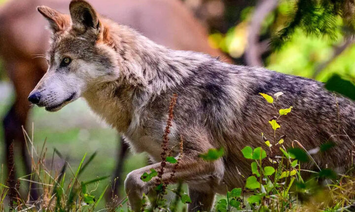 Governo de Donald Trump abre caminho para flexibilizar regras de caça a lobos nos EUA