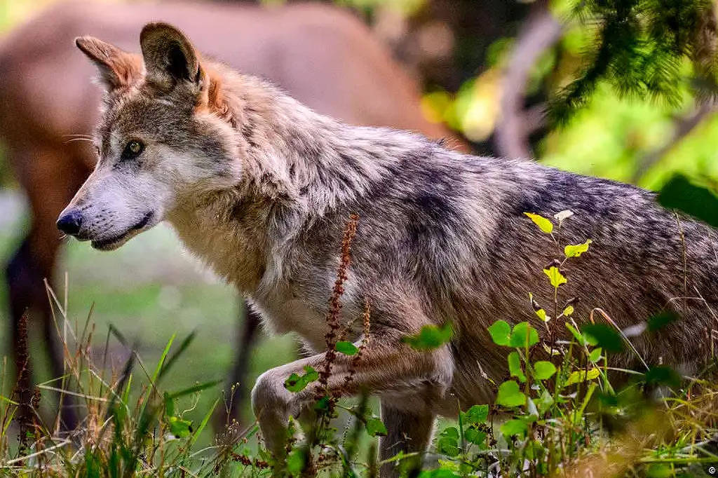 Governo de Donald Trump abre caminho para flexibilizar regras de caça a lobos nos EUA