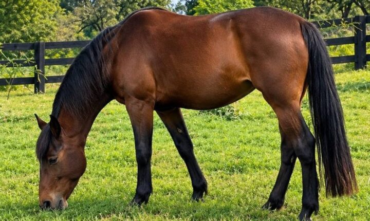 Cavalo Caramelo, símbolo das chuvas no RS, ganha companhia de égua e pode ter primeiro filhote