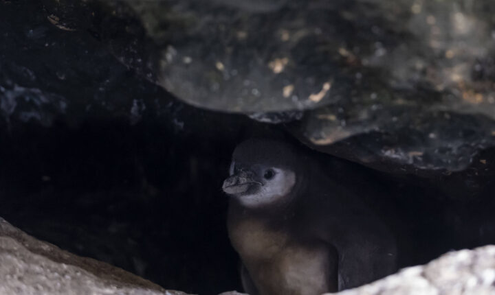 El Niño esvazia ninhos e ameaça colônia de pinguins no Peru