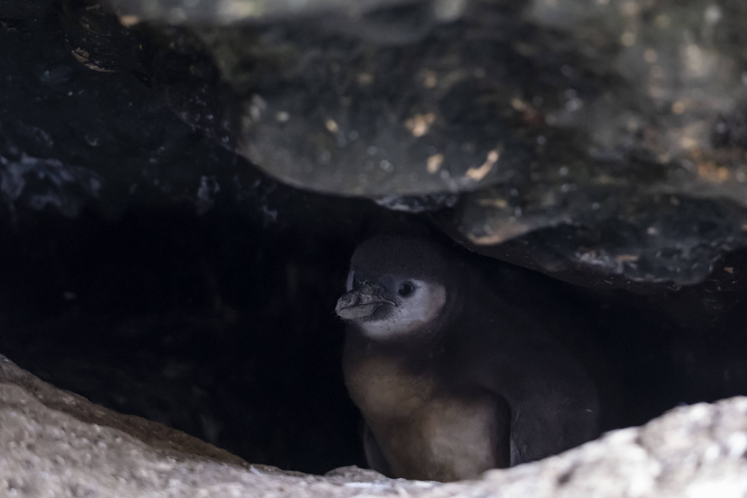 El Niño esvazia ninhos e ameaça colônia de pinguins no Peru