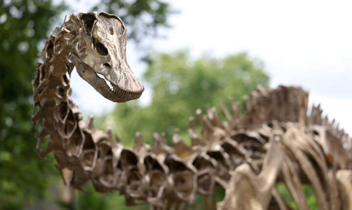 Fóssil revela dinossauro gigante inédito na Europa