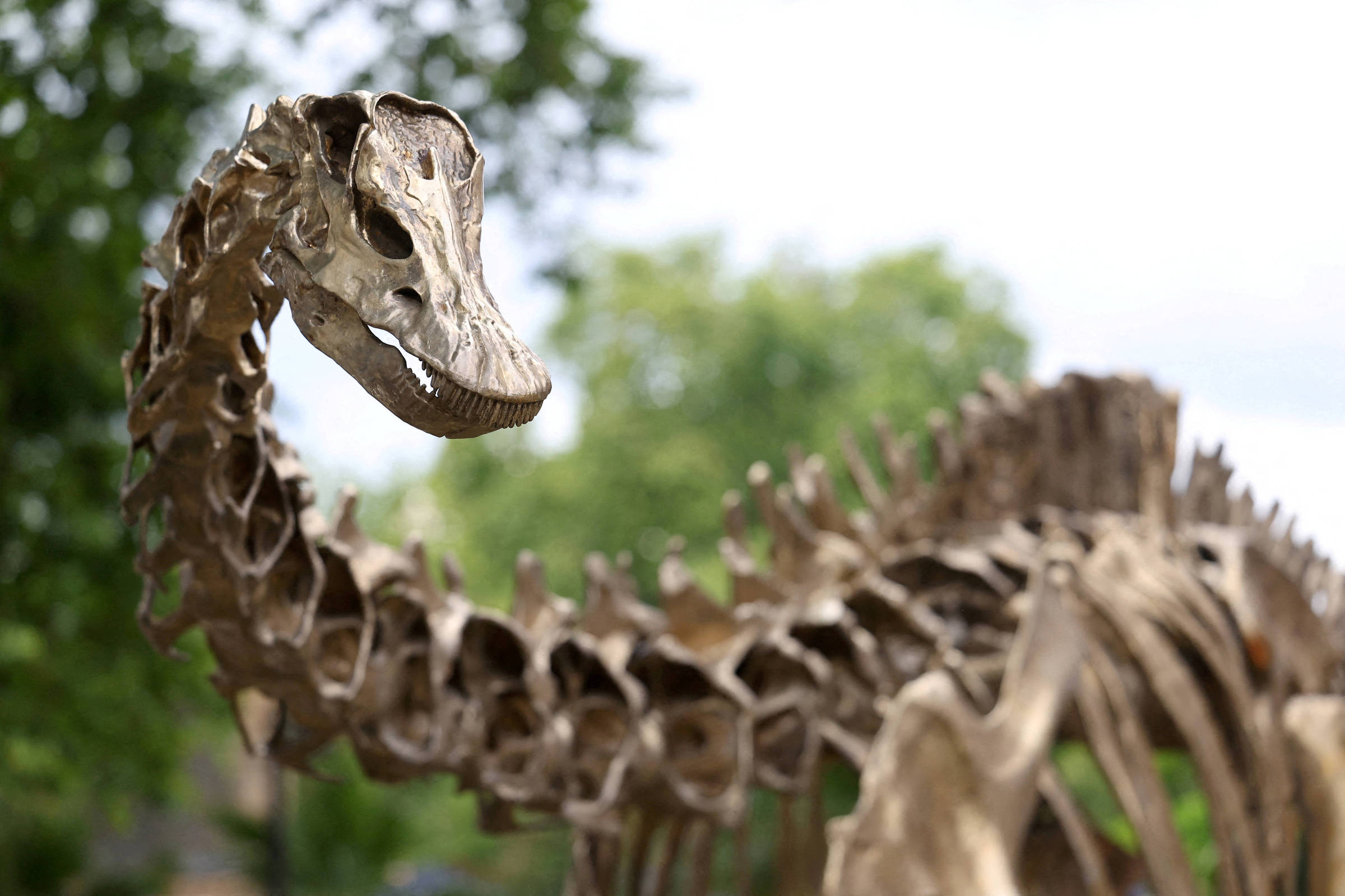Fóssil revela dinossauro gigante inédito na Europa