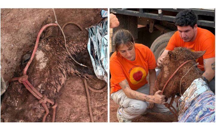 Morre égua resgatada após passar 24 horas soterrada sob lama em Itapevi