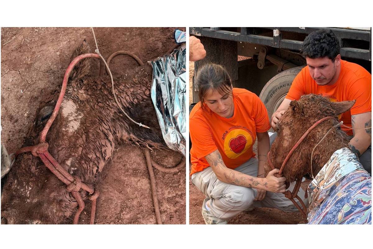 Morre égua resgatada após passar 24 horas soterrada sob lama em Itapevi