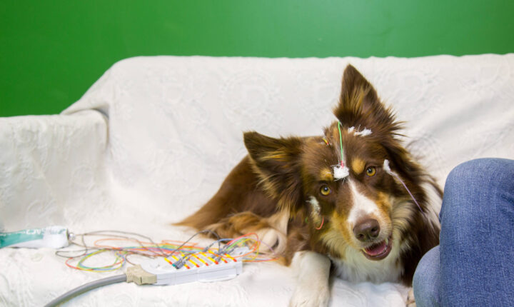 Cães processam melhor consoantes da fala humana de forma similar ao nosso cérebro, aponta estudo