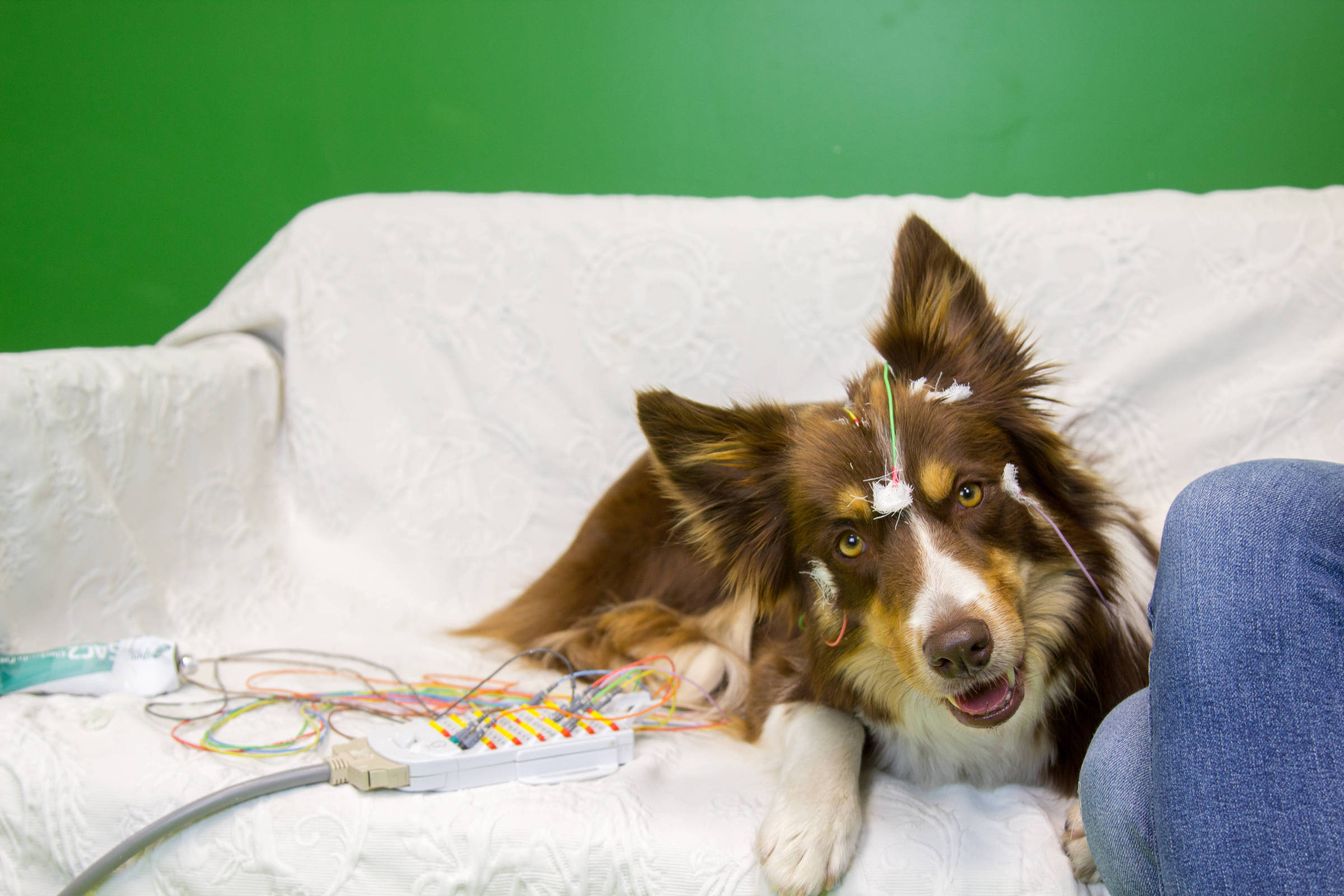 Cães processam melhor consoantes da fala humana de forma similar ao nosso cérebro, aponta estudo