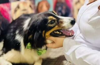 Seu cachorro não desgruda? Apego excessivo pode ser sinal de ansiedade