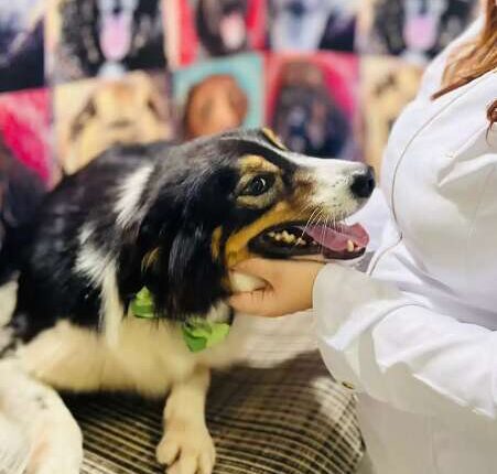 Seu cachorro não desgruda? Apego excessivo pode ser sinal de ansiedade