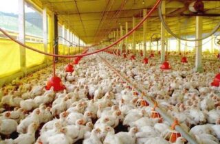Sidrolândia concentra quase um quinto dos galináceos de MS, aponta IBGE