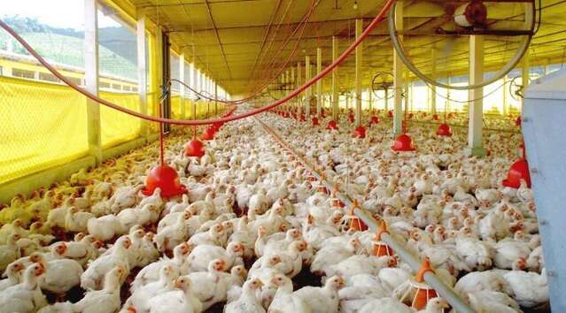 Sidrolândia concentra quase um quinto dos galináceos de MS, aponta IBGE