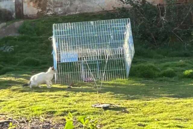 Amigas já castraram 80 gatos para evitar que centenas nasçam nas ruas