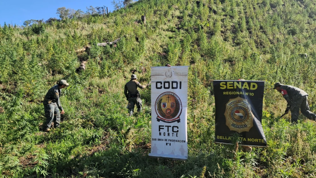 Plantação que renderia 48 toneladas de maconha é destruída na fronteira