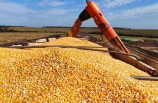 Milho ganha novo mercado em MS com avanço das usinas de etanol