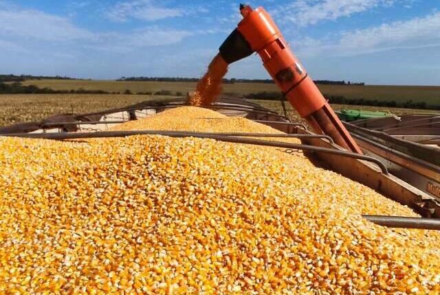 Milho ganha novo mercado em MS com avanço das usinas de etanol