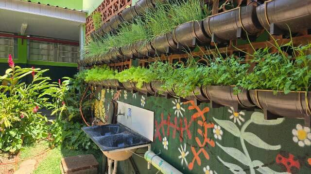 Água que escorria no corredor vira horta e projeto científico em escolas de MS