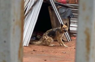 Após resgate de cachorrinha chutada, polícia deflagra operação no interior