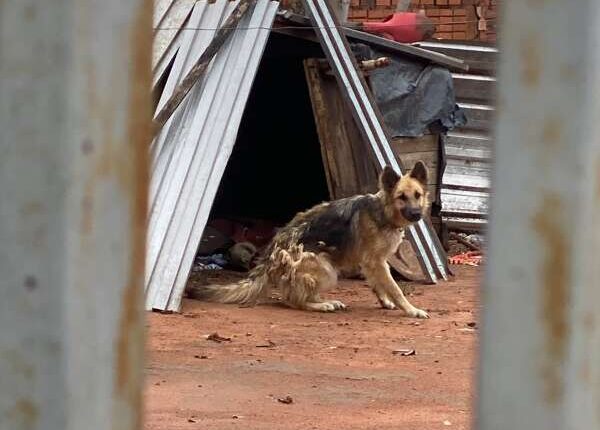 Após resgate de cachorrinha chutada, polícia deflagra operação no interior