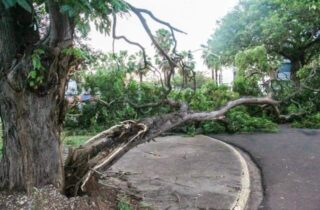 Prefeitura planeja mapear árvores danificadas e revisar planos de emergência após temporal