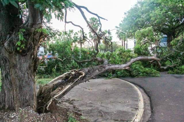 Prefeitura planeja mapear árvores danificadas e revisar planos de emergência após temporal