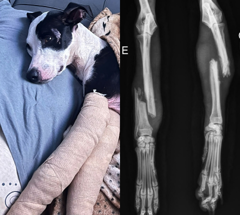 Após duas semanas desaparecido, Máscara volta para casa com patas quebradas
