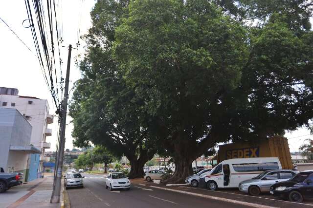 Figueiras históricas ganham novas gerações pelas mãos da ciência em Campo Grande