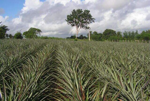 Capital lidera produção de abacaxi, uva e manga em Mato Grosso do Sul