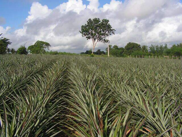 Capital lidera produção de abacaxi, uva e manga em Mato Grosso do Sul