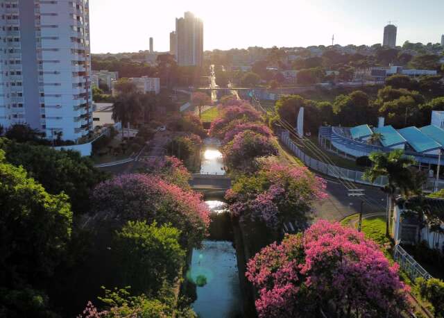 Capital das árvores, Campo Grande encara desafio de mantê-las vivas e saudáveis