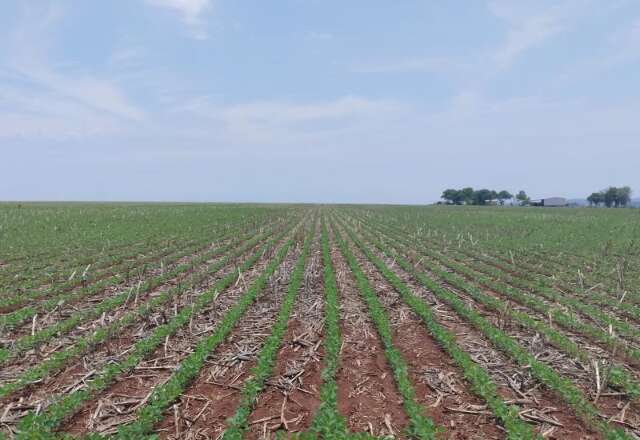 Vazio sanitário termina hoje e soja pode voltar ao campo a partir de amanhã em MS