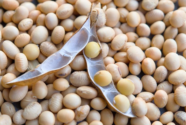 MS já vendeu 90% da soja cultivada e preço da saca avança 15%