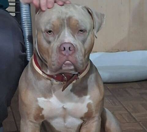 Família oferece R$ 1 mil para encontrar pitbull perdido no bairro Zé Pereira em Campo Grande
