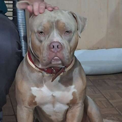 Família oferece R$ 1 mil para encontrar pitbull perdido no bairro Zé Pereira em Campo Grande