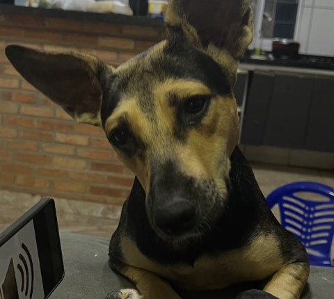 Luna foge durante chuva em Campo Grande e família oferece pizza e refri por notícias