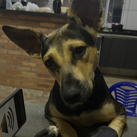 Luna foge durante chuva em Campo Grande e família oferece pizza e refri por notícias