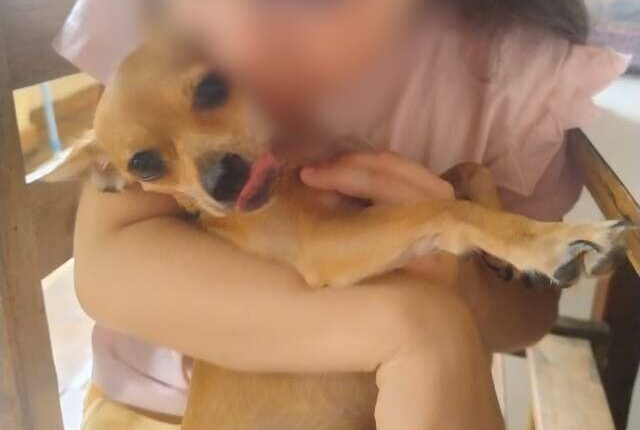 Pinscher some em segundos e família oferece recompensa por Princesa