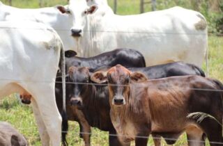 MS perde quase 800 mil cabeças de gado em um ano e rebanho cai 4,3%