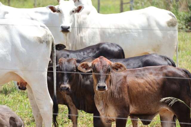MS perde quase 800 mil cabeças de gado em um ano e rebanho cai 4,3%