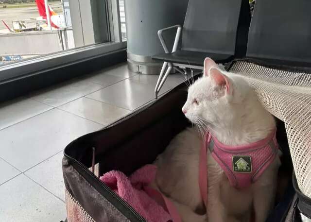 Após morte do tutor, gata cruza três países para viver em Chicago