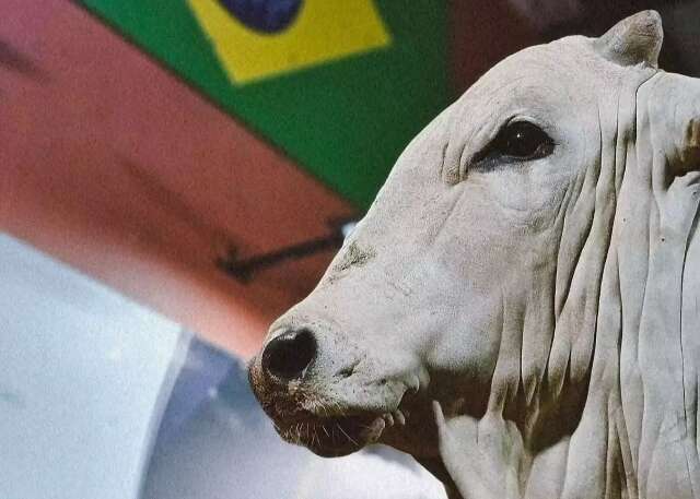 Leilão de touros de excelência é destaque neste domingo em Campo Grande