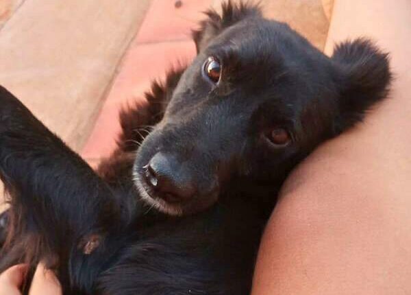 Assustado com temporal, Neguinho foge e está desaparecido há 10 dias