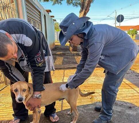 Praça do Coophasul terá vacinação gratuita de cães e gatos neste domingo
