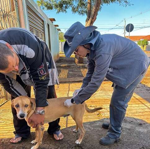 Praça do Coophasul terá vacinação gratuita de cães e gatos neste domingo